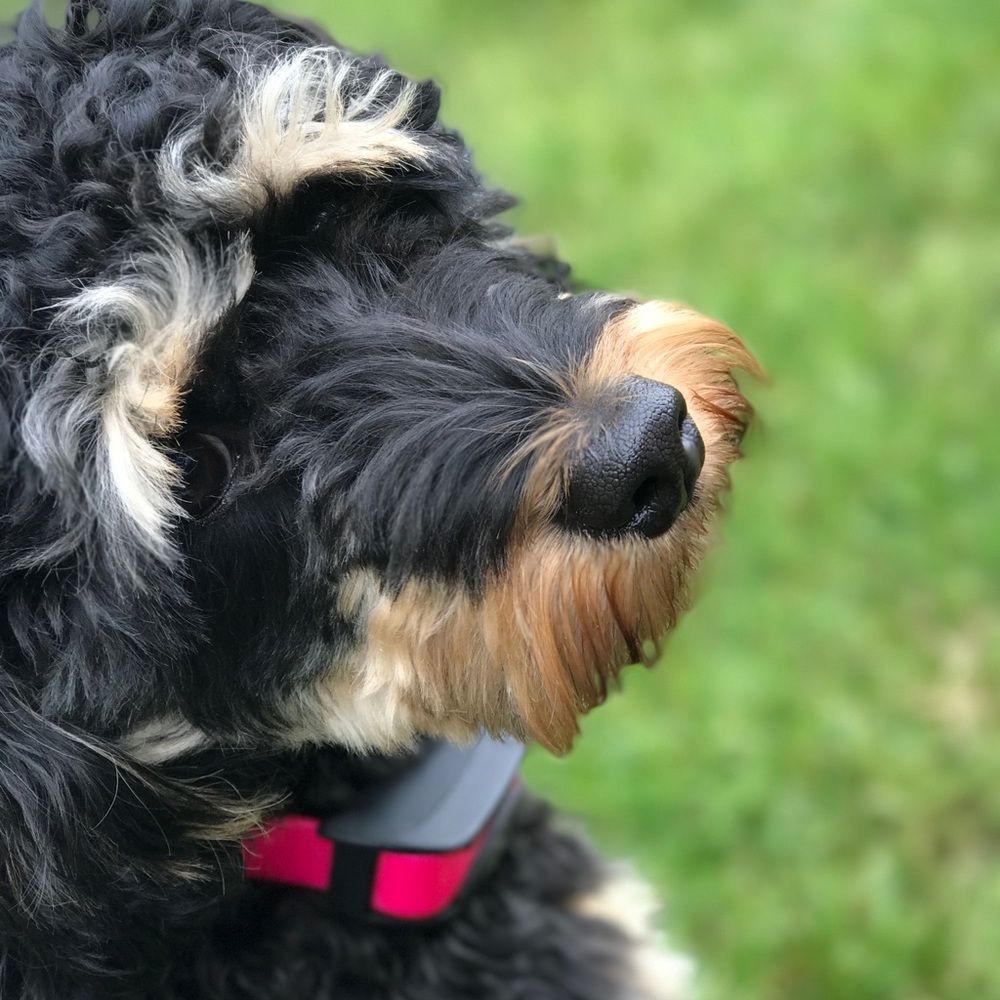 Meet your Posher, Heidi